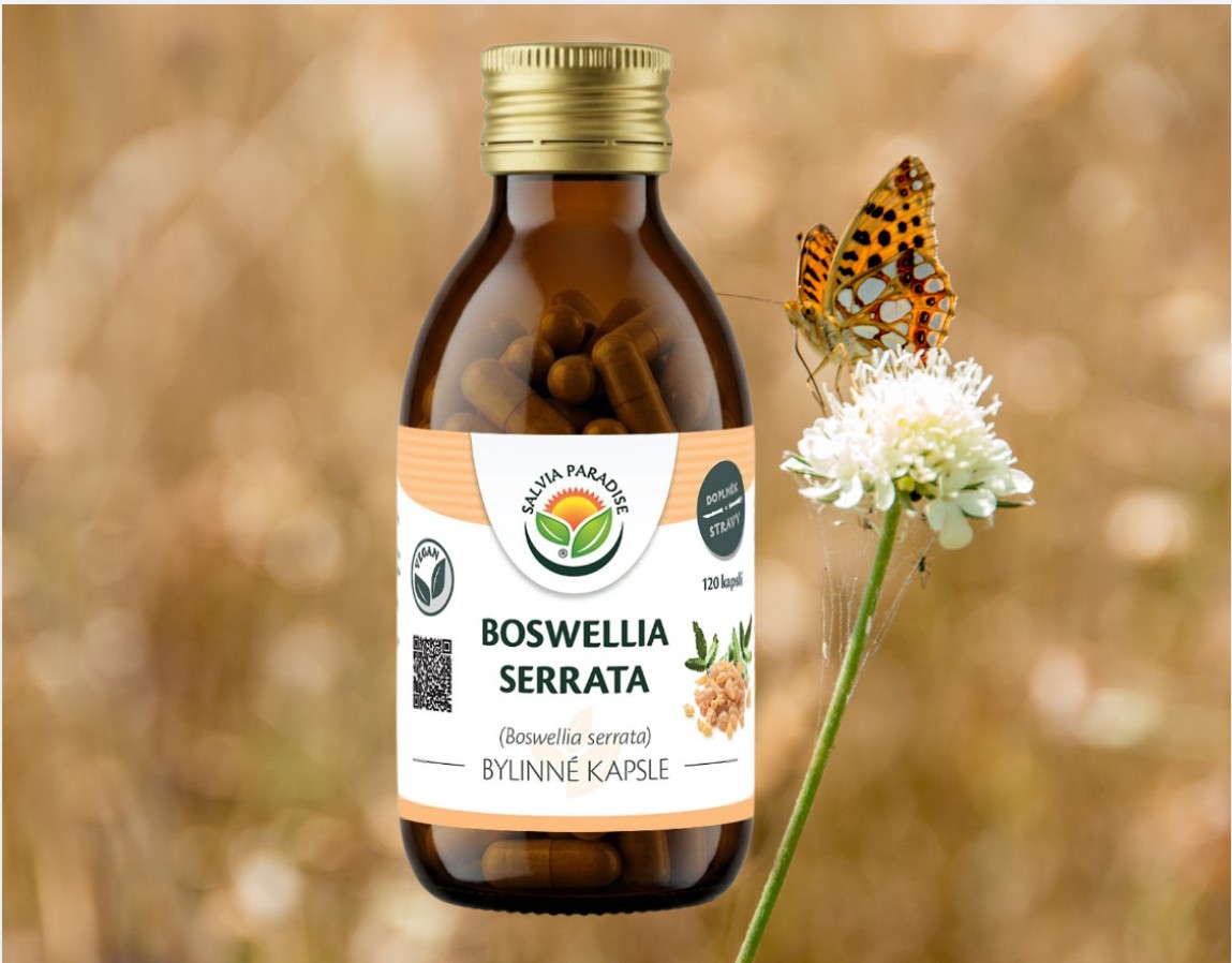 Salvia paradise Boswellia serrata 120 kapslí kadidlovník