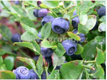 AgroBio Trumf Borůvky a brusinky 1 kg