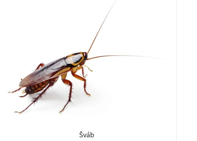 ATAK Sprej proti štěnicím a švábům 400 ml/R