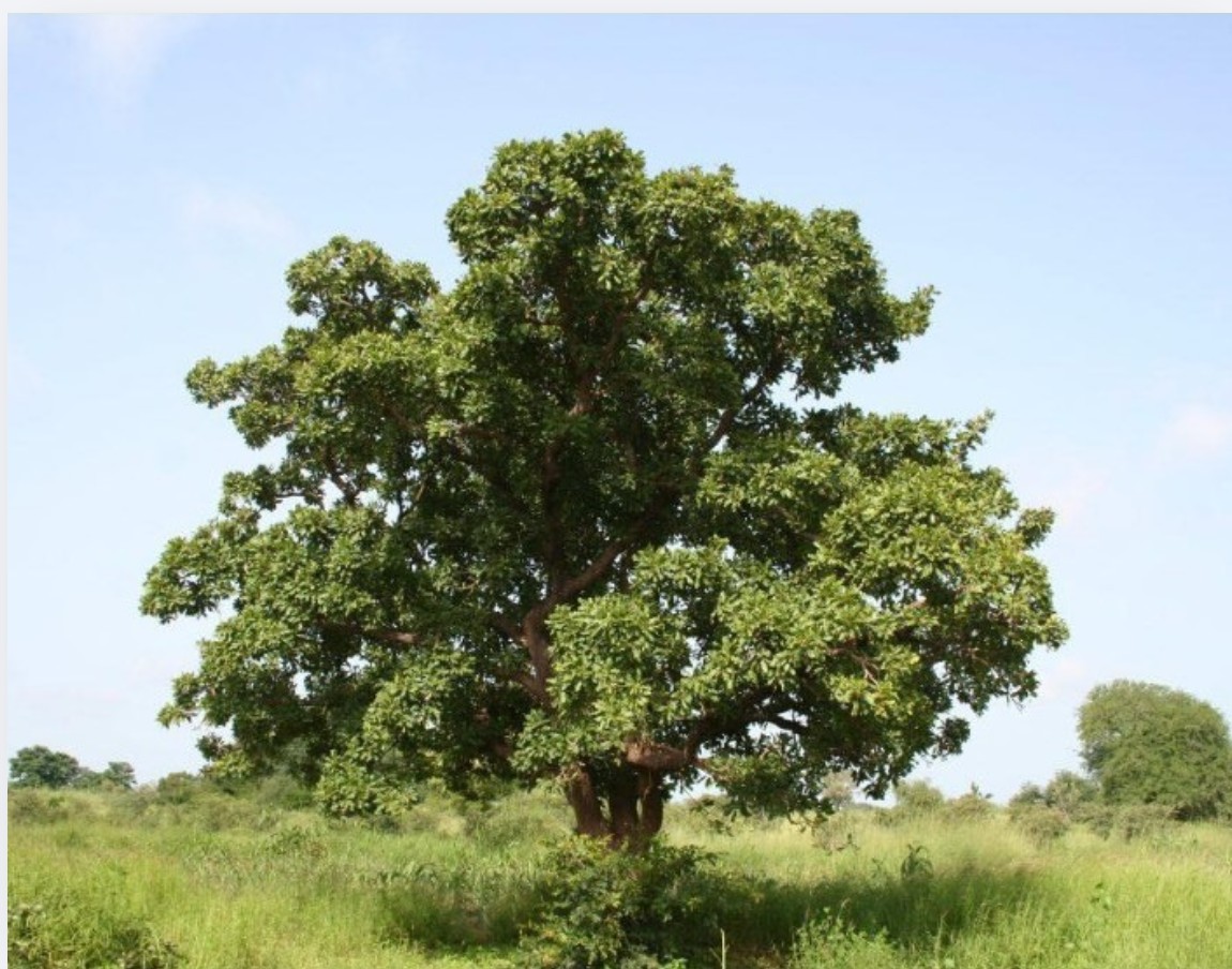 Purity Vision Bambucké máslo BIO 350 ml 