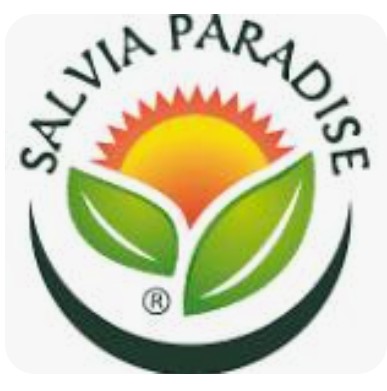 salvia paradise